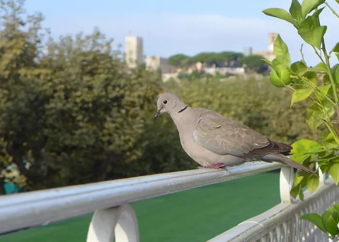 スプレンディッド