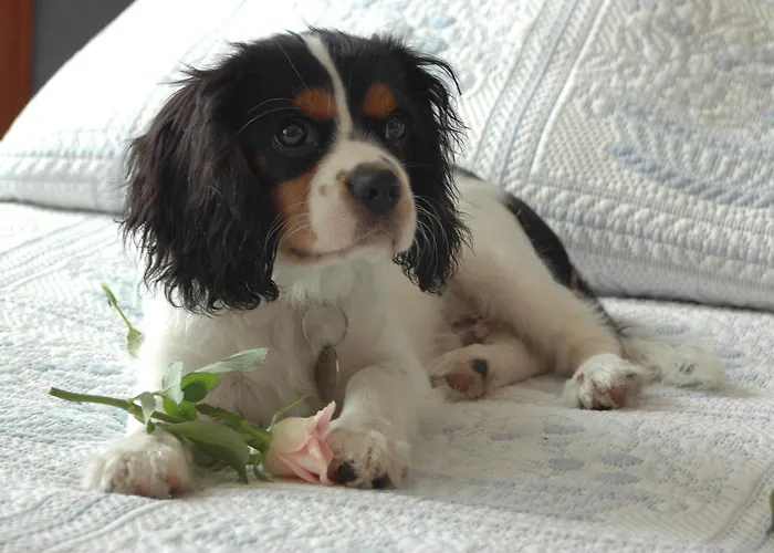 スプレンディッド ホテル カンヌ