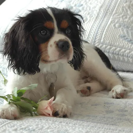 Splendid Ξενοδοχείο Κάννες